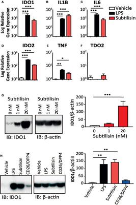 Induction of IDO1 and Kynurenine by Serine Proteases Subtilisin, Prostate Specific Antigen, CD26 and HtrA: A New Form of Immunosuppression?